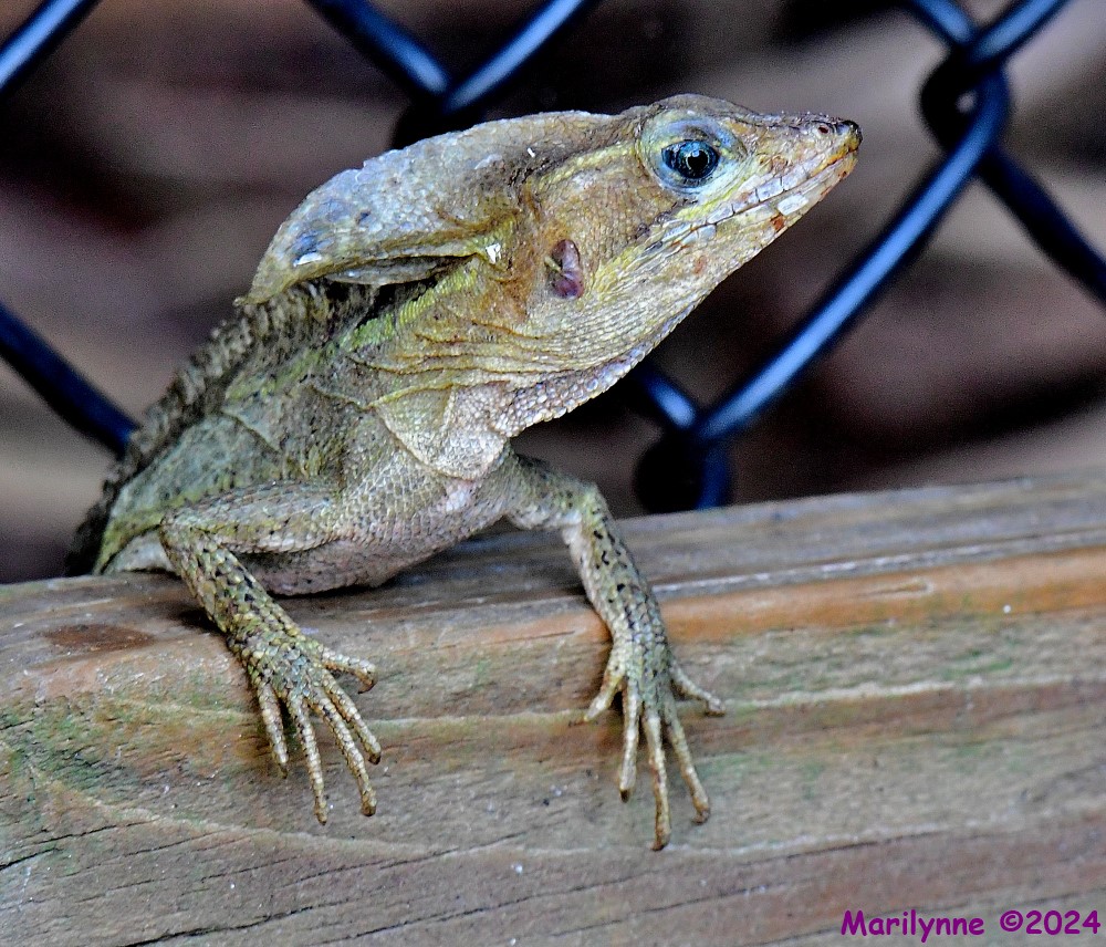 DSC_4111_001.JPG