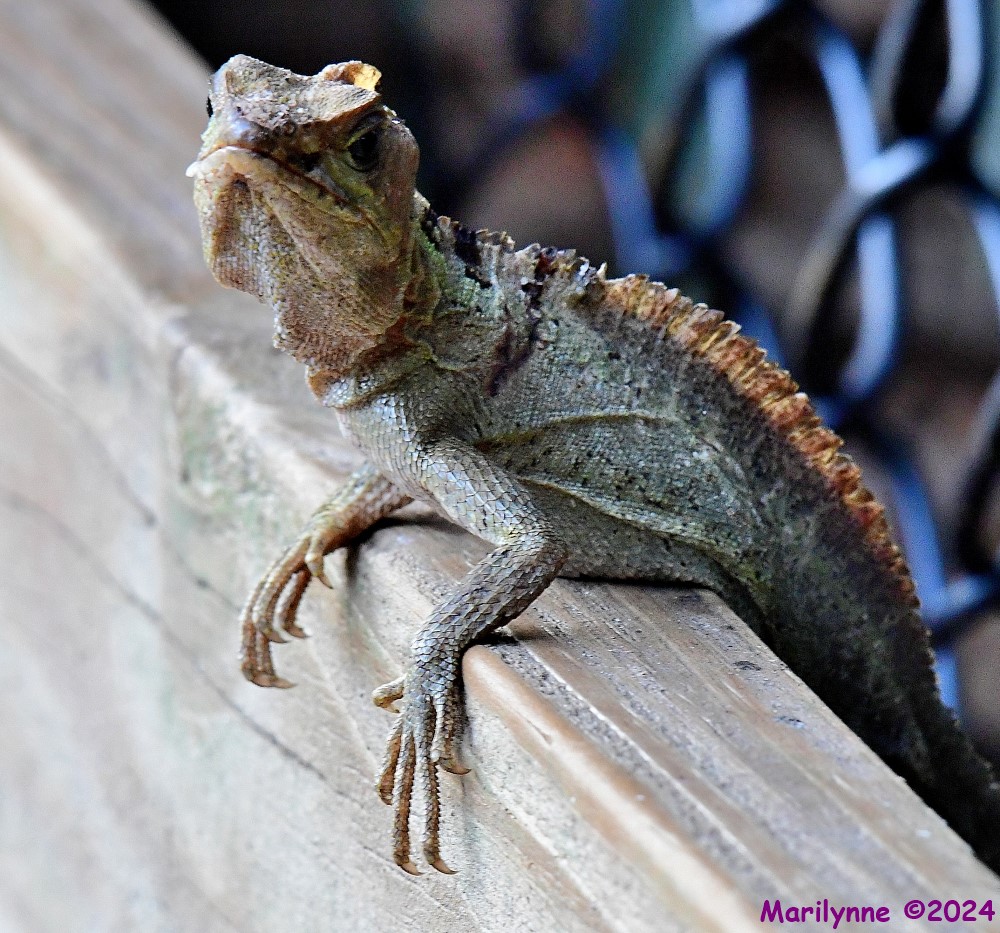 DSC_4114_001.JPG