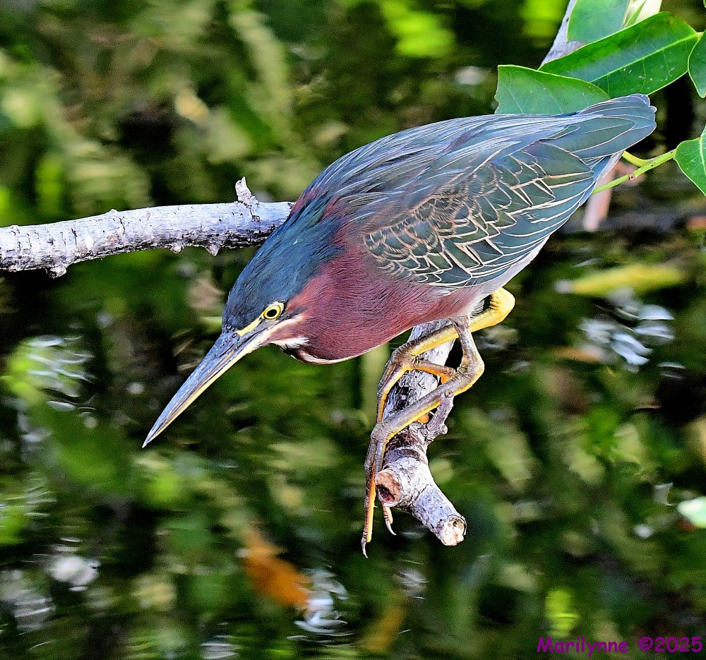 DSC_4114_001.JPG