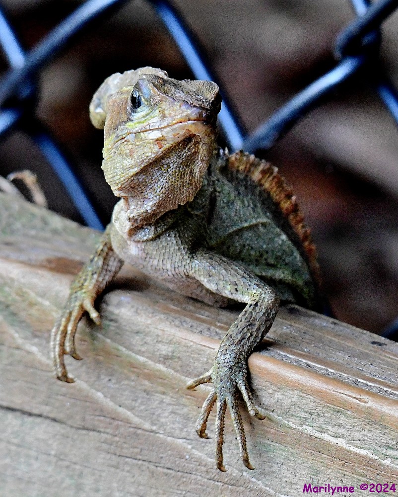 DSC_4115_001.JPG