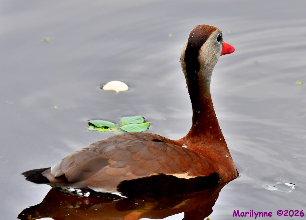 DSC_4116_001.JPG