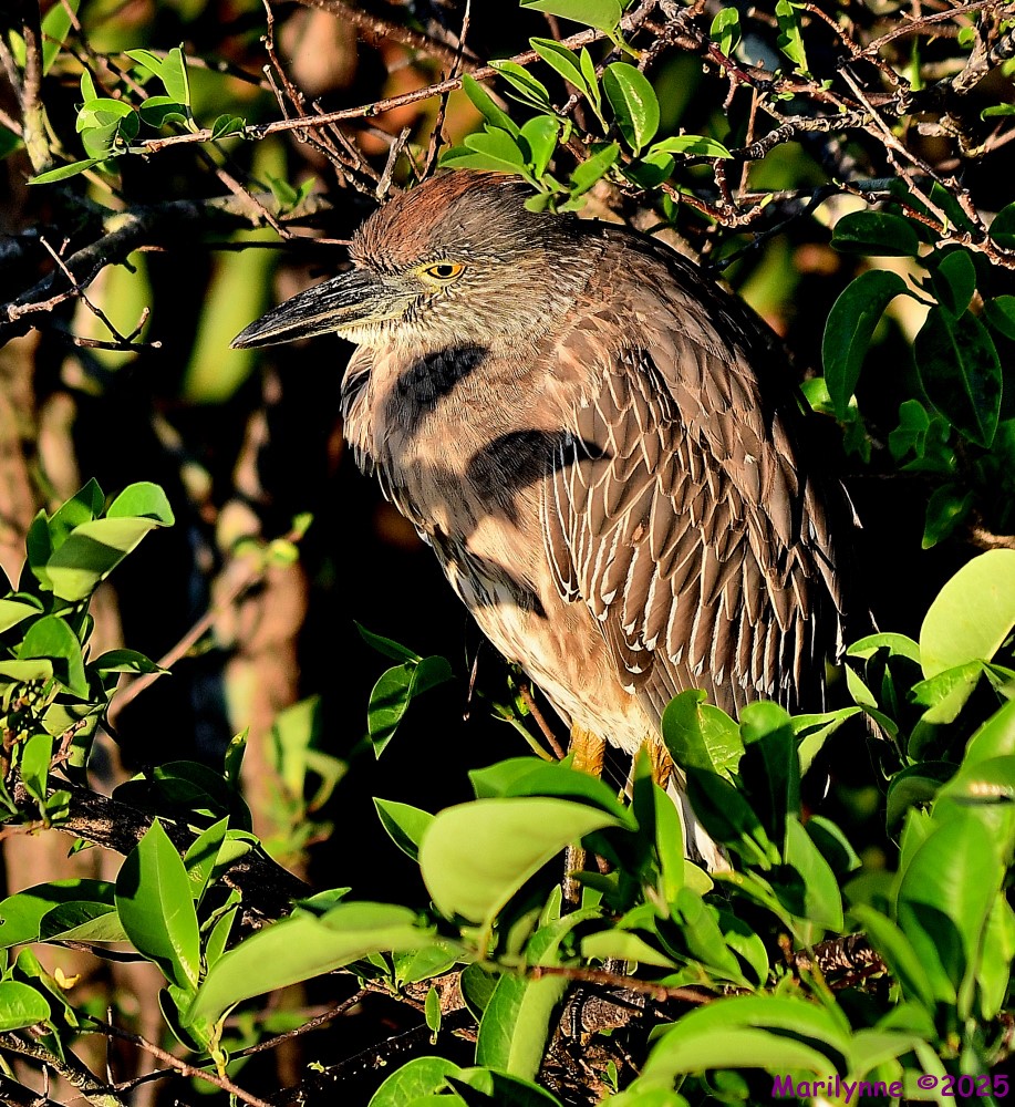 DSC_4118_001.JPG