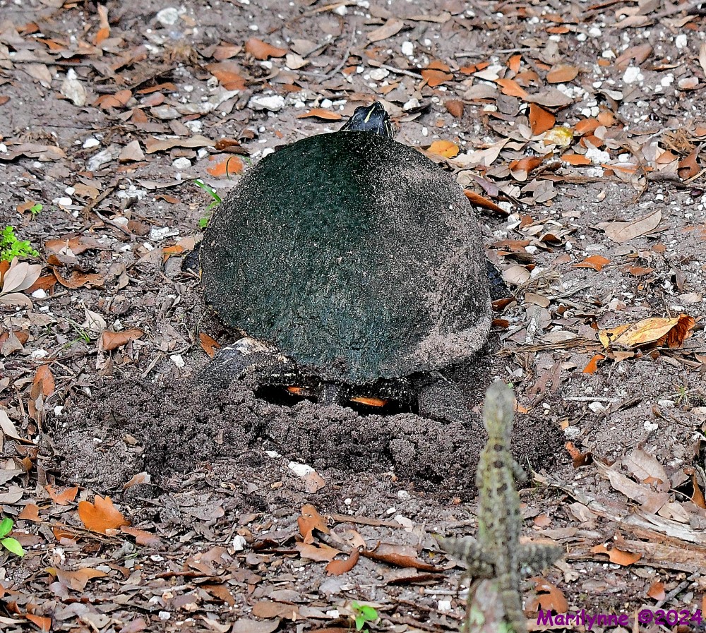 DSC_4121_001.JPG