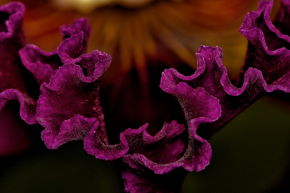 DSC_4123.jpg
