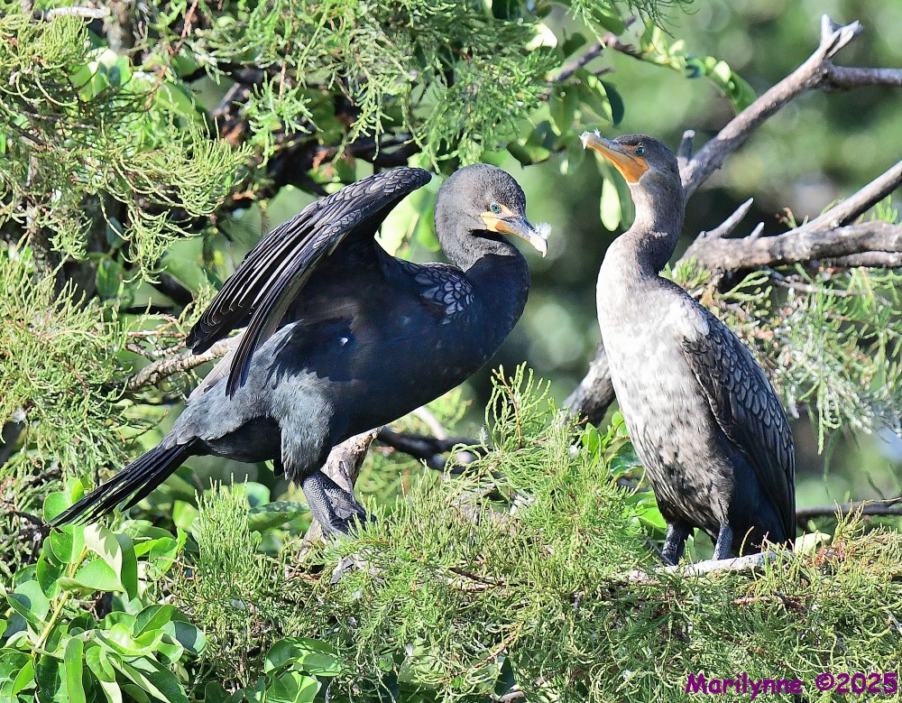 DSC_4124_001.JPG
