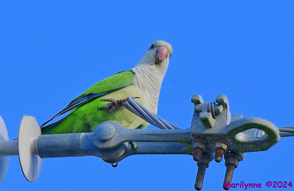 DSC_4125_001.JPG