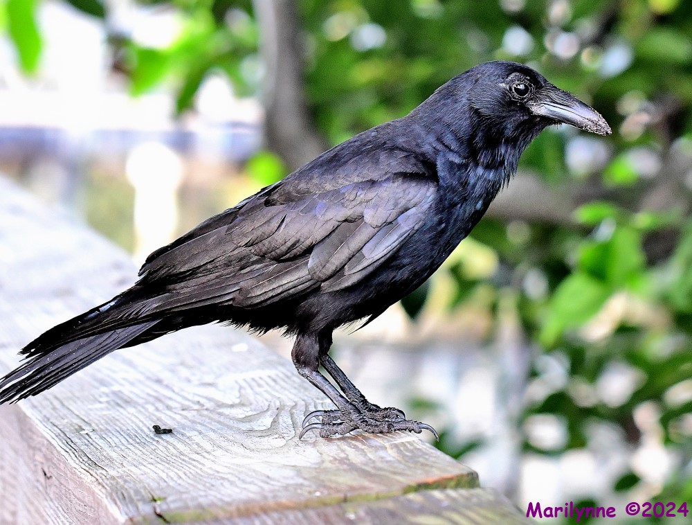 DSC_4129_001.JPG
