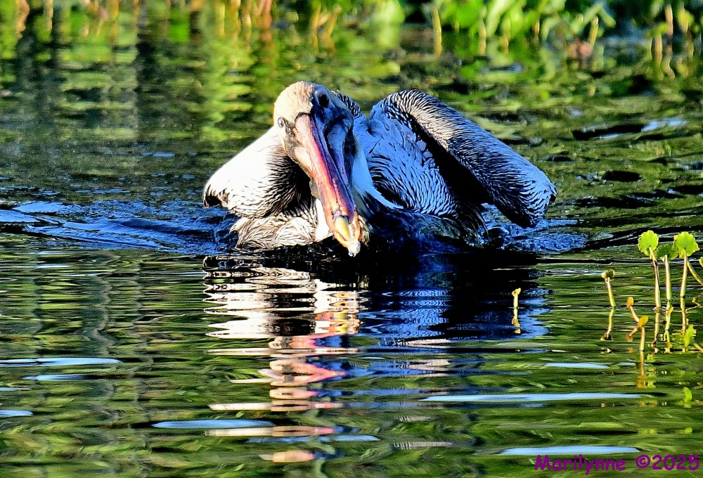 DSC_4130_001.JPG