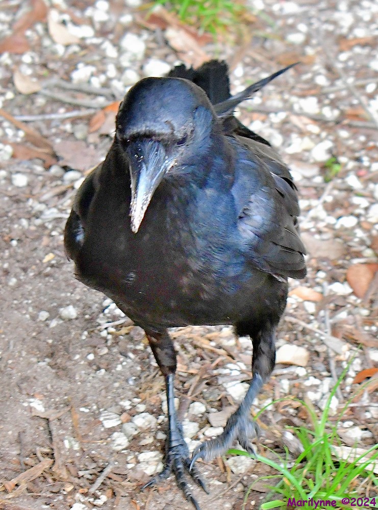 DSC_4132_001.JPG
