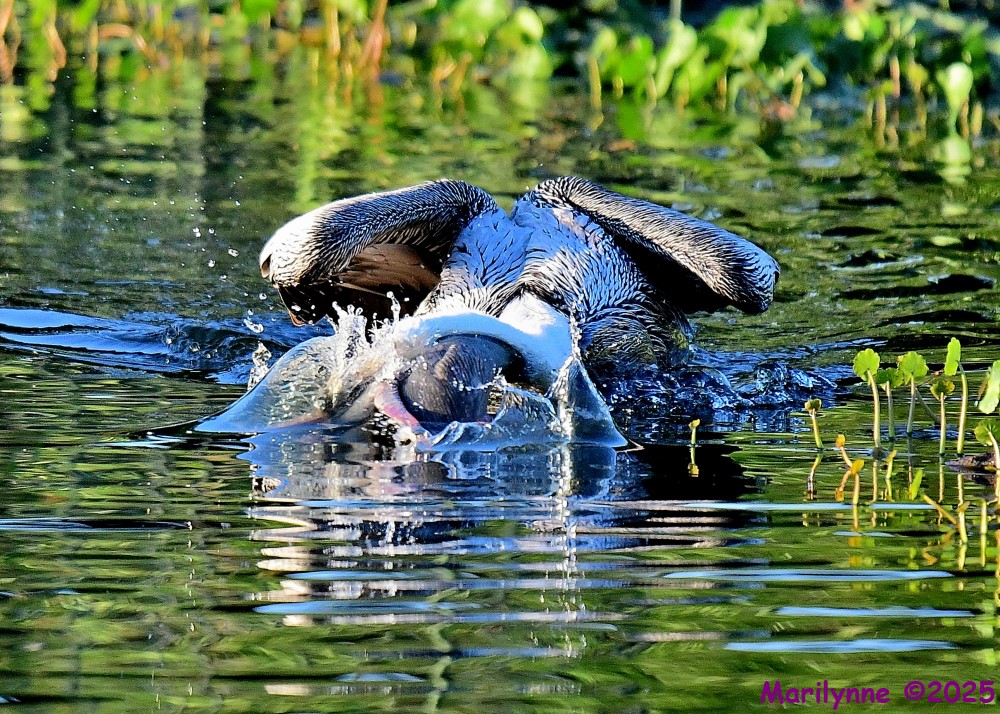 DSC_4132_001.JPG