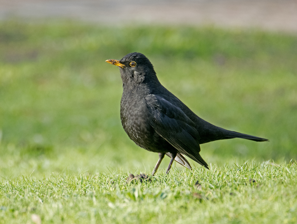 DSC_4133.jpg