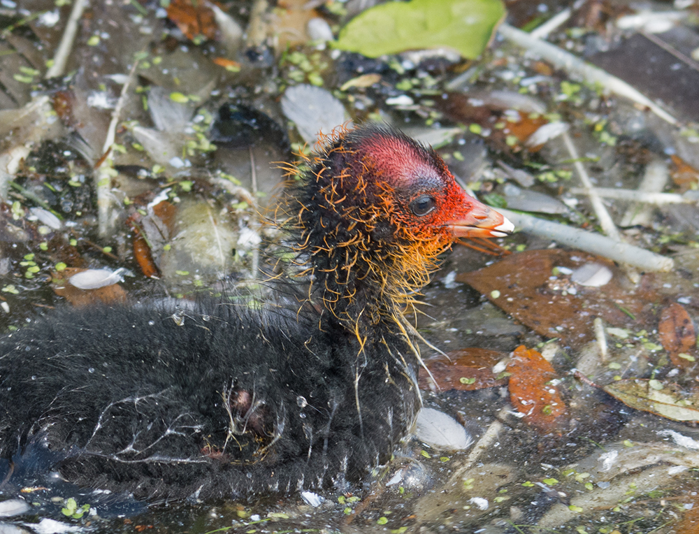 DSC_4134.jpg