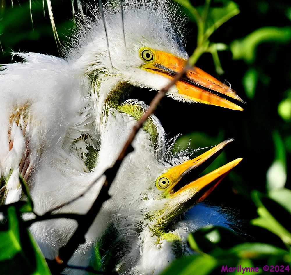 DSC_4134_001.JPG
