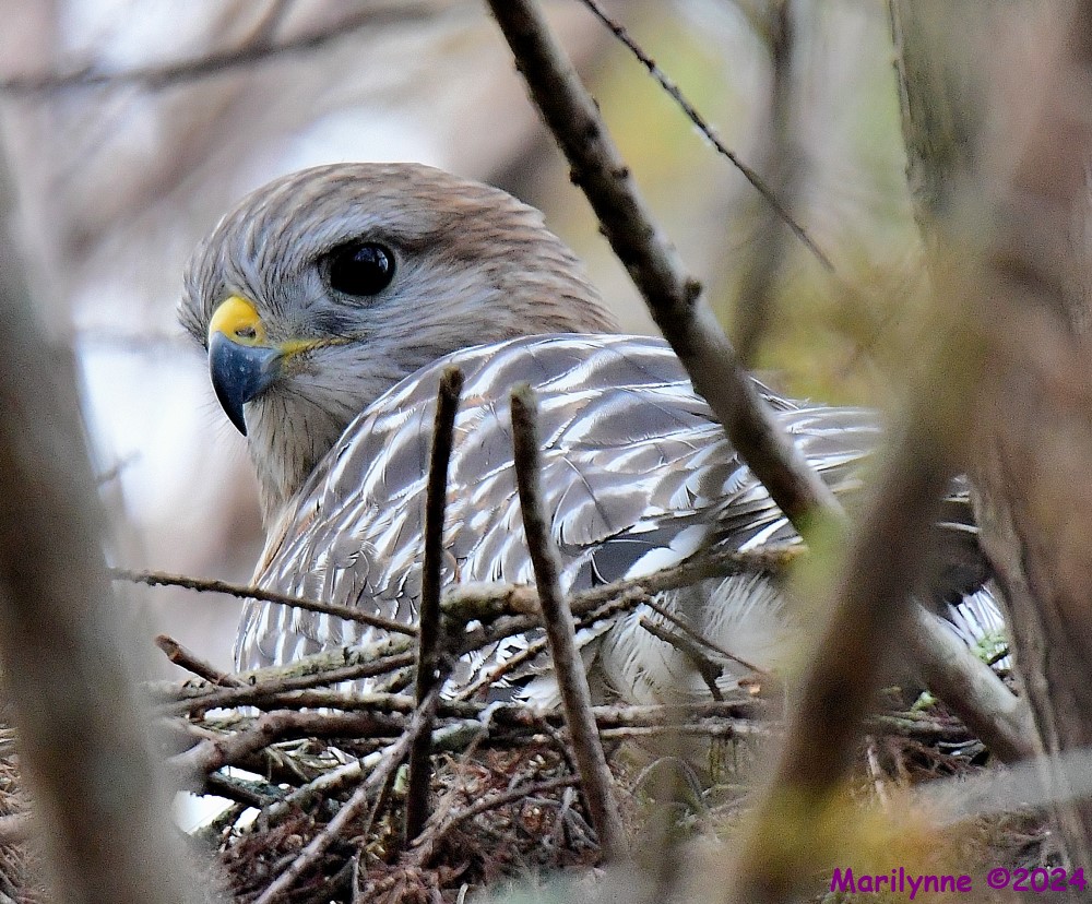 DSC_4137_001.JPG