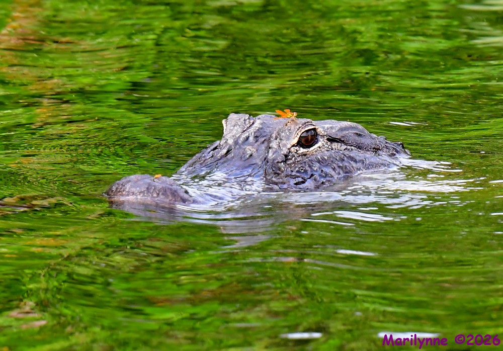 DSC_4137_001.JPG