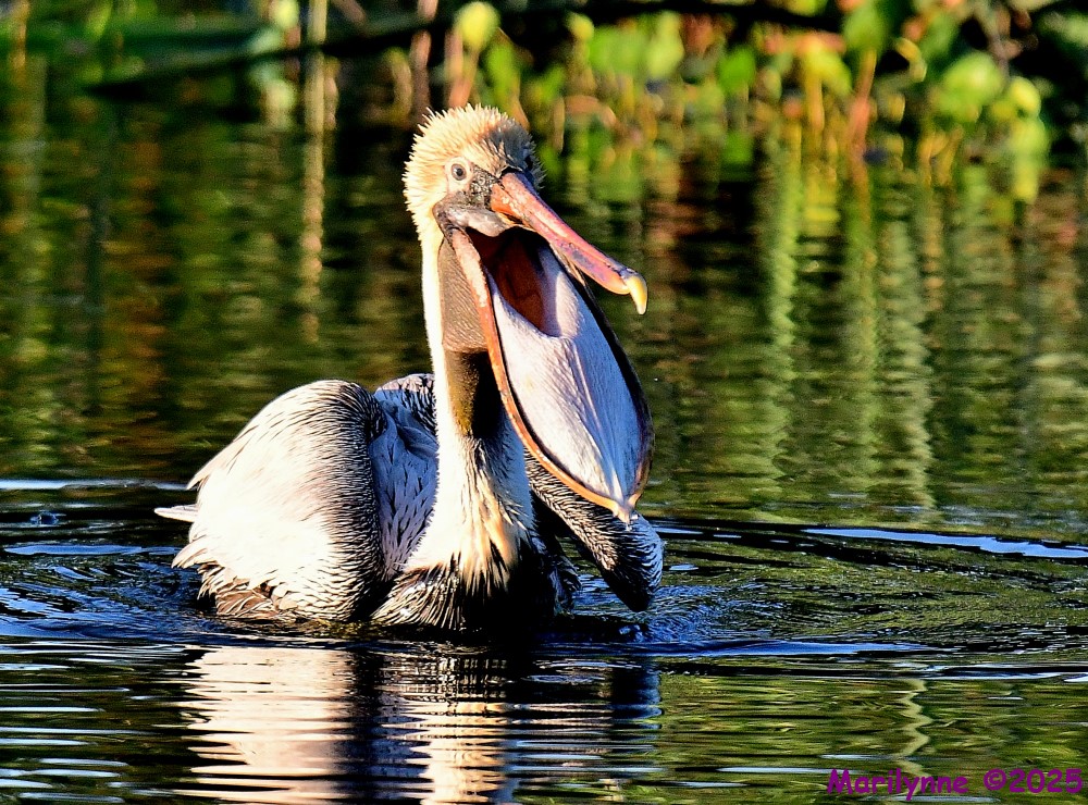 DSC_4138_001.JPG