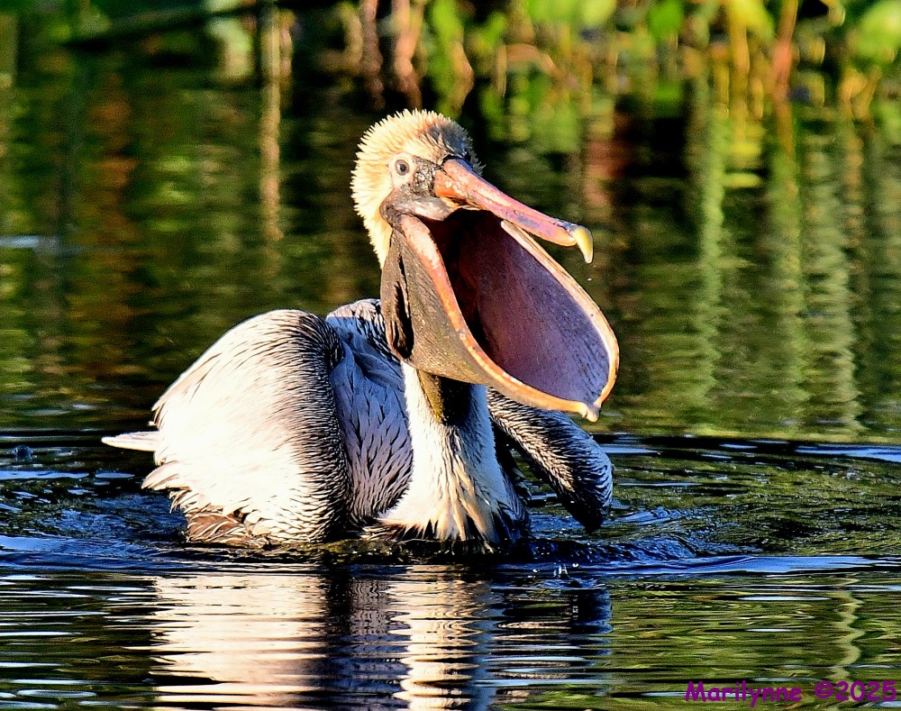 DSC_4139_001.JPG