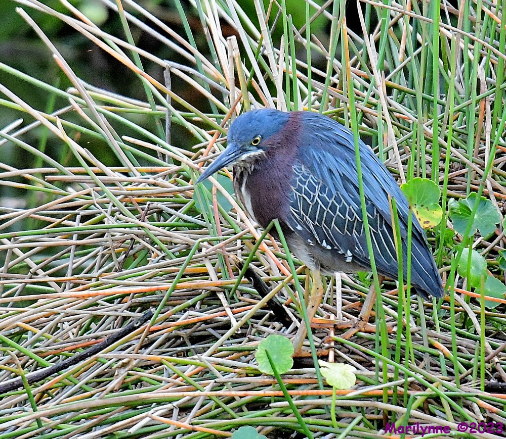 DSC_4140_001.JPG