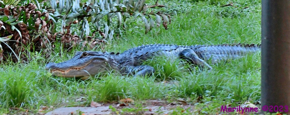 DSC_4141_001.JPG