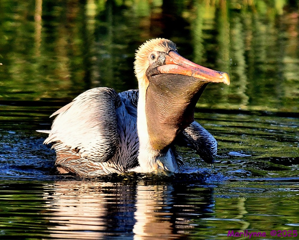 DSC_4142_001.JPG