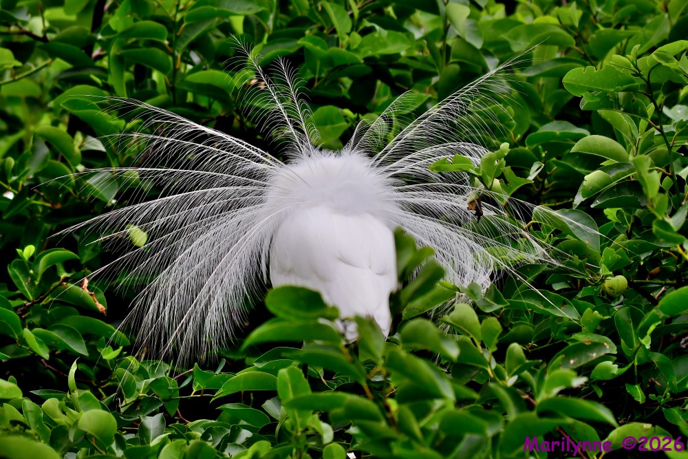 DSC_4142_001.JPG