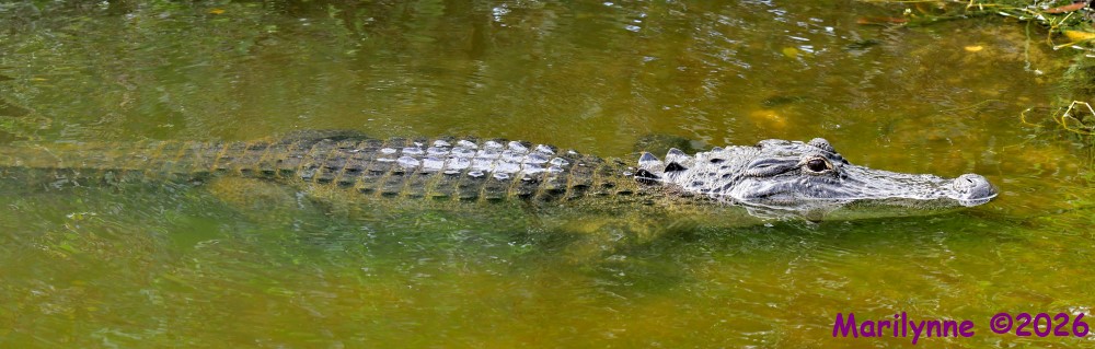 DSC_4142_stitch4_001.JPG