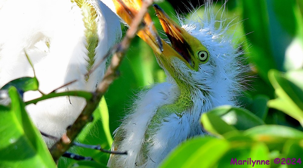 DSC_4143_001.JPG