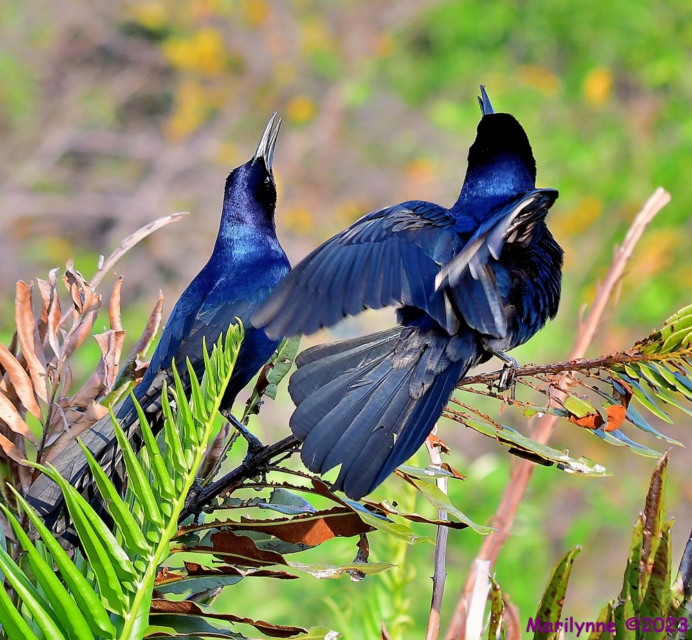 DSC_4145_001.JPG