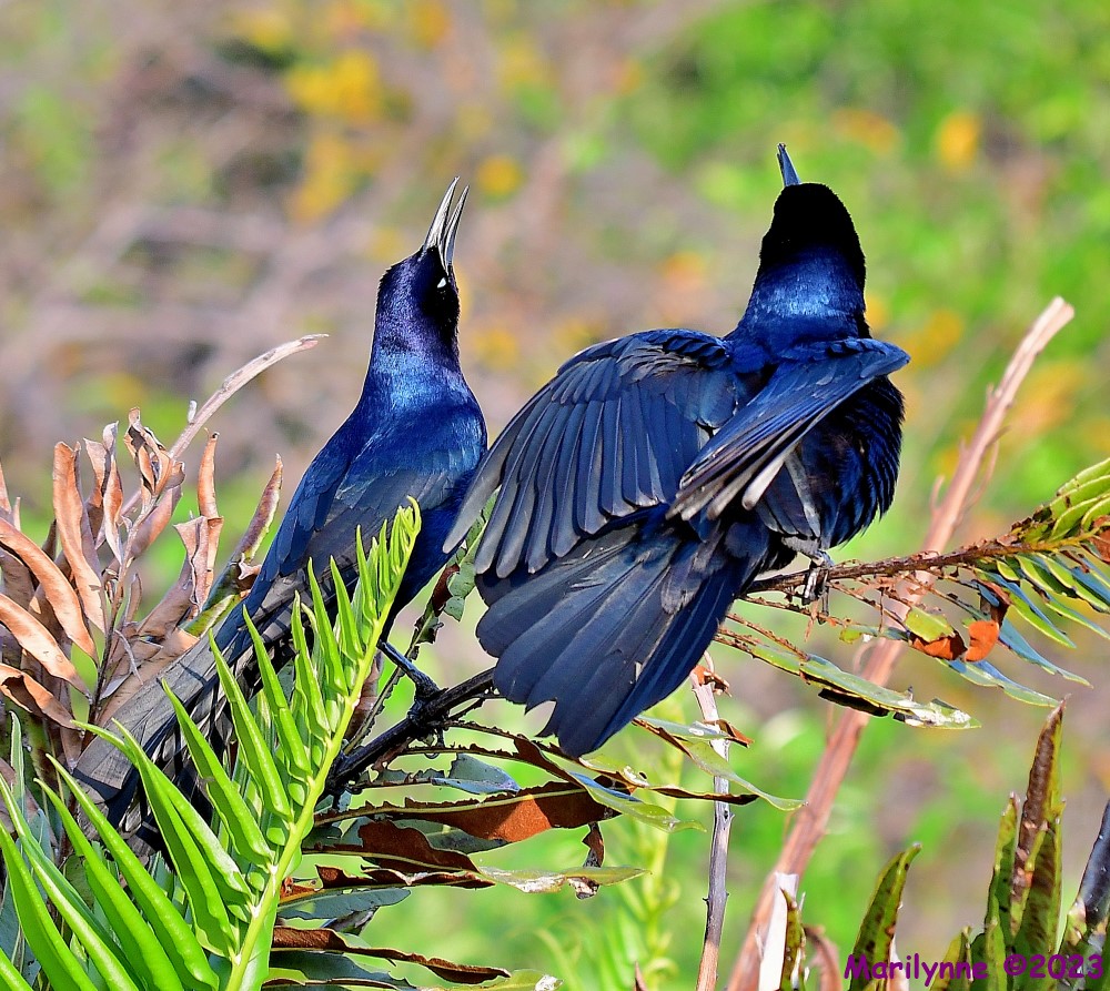 DSC_4146_001.JPG