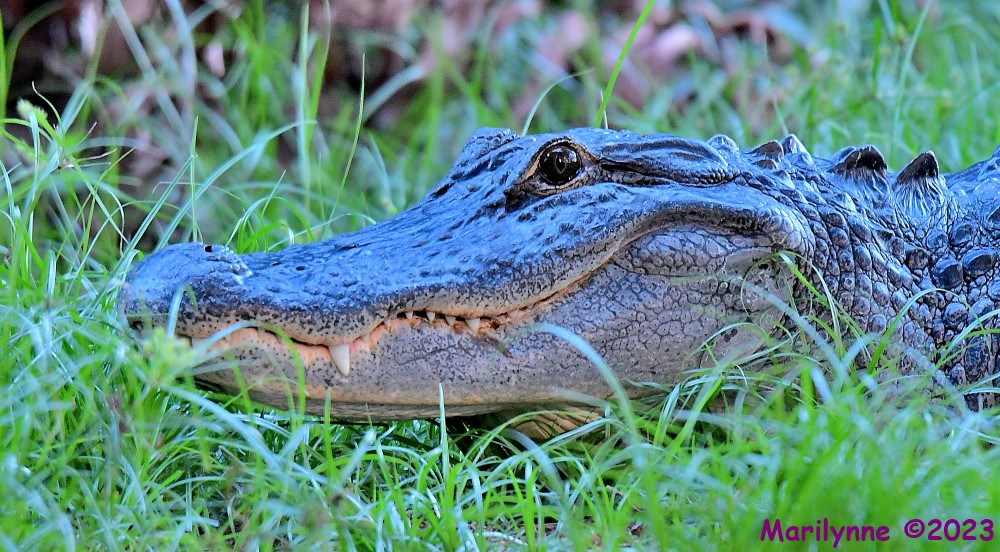 DSC_4147_001.JPG