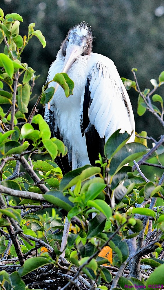 DSC_4152_001.JPG