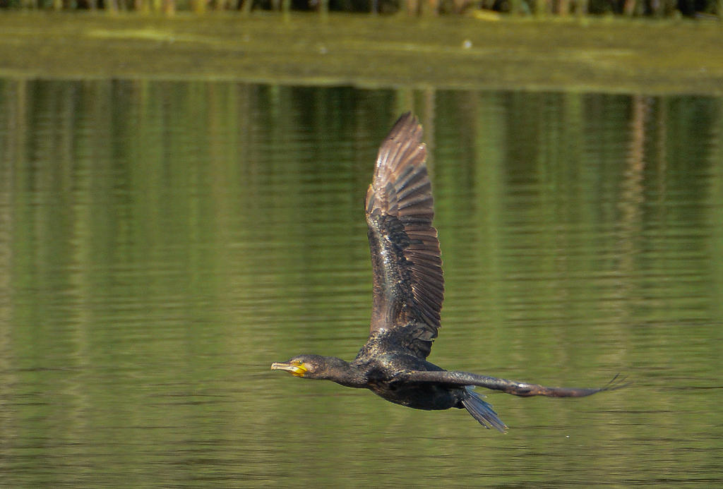 DSC_4153-2.jpg