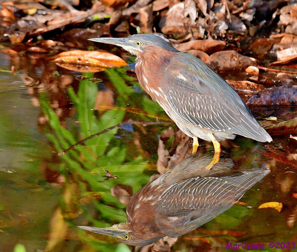 DSC_4154_001.JPG