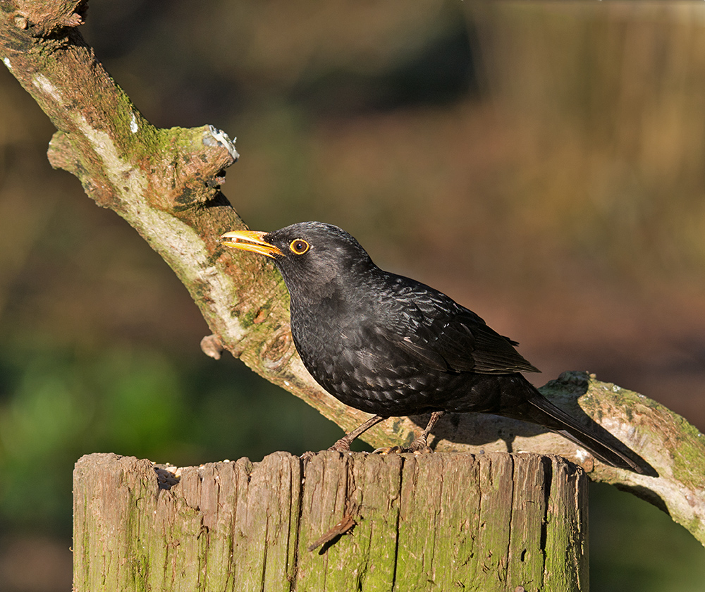DSC_4156.jpg