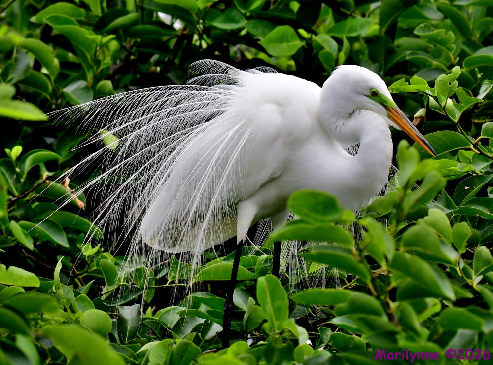 DSC_4156_001.JPG