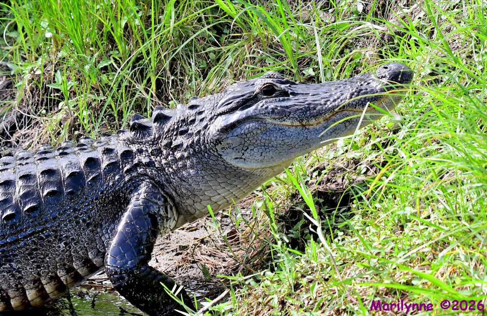 DSC_4156_001.JPG