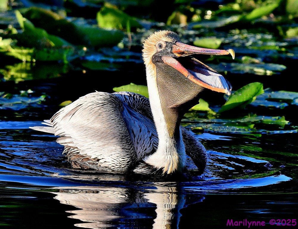 DSC_4158_001.JPG
