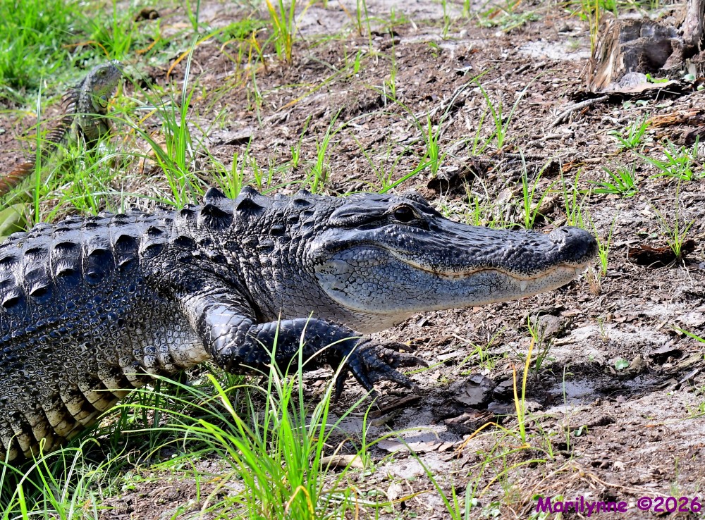 DSC_4158_001.JPG