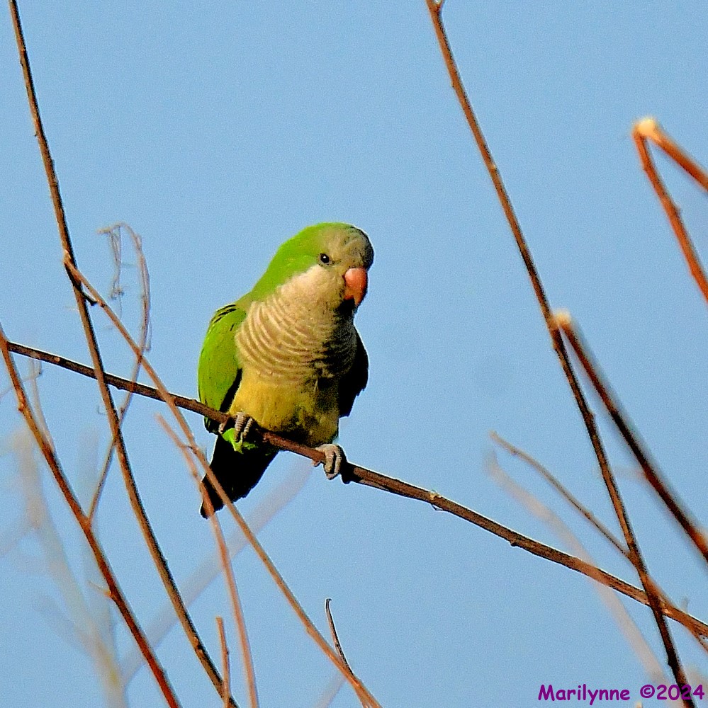 DSC_4159_001.JPG