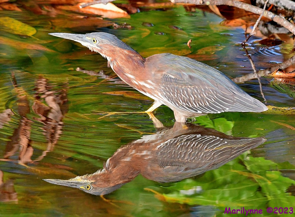 DSC_4163_001.JPG