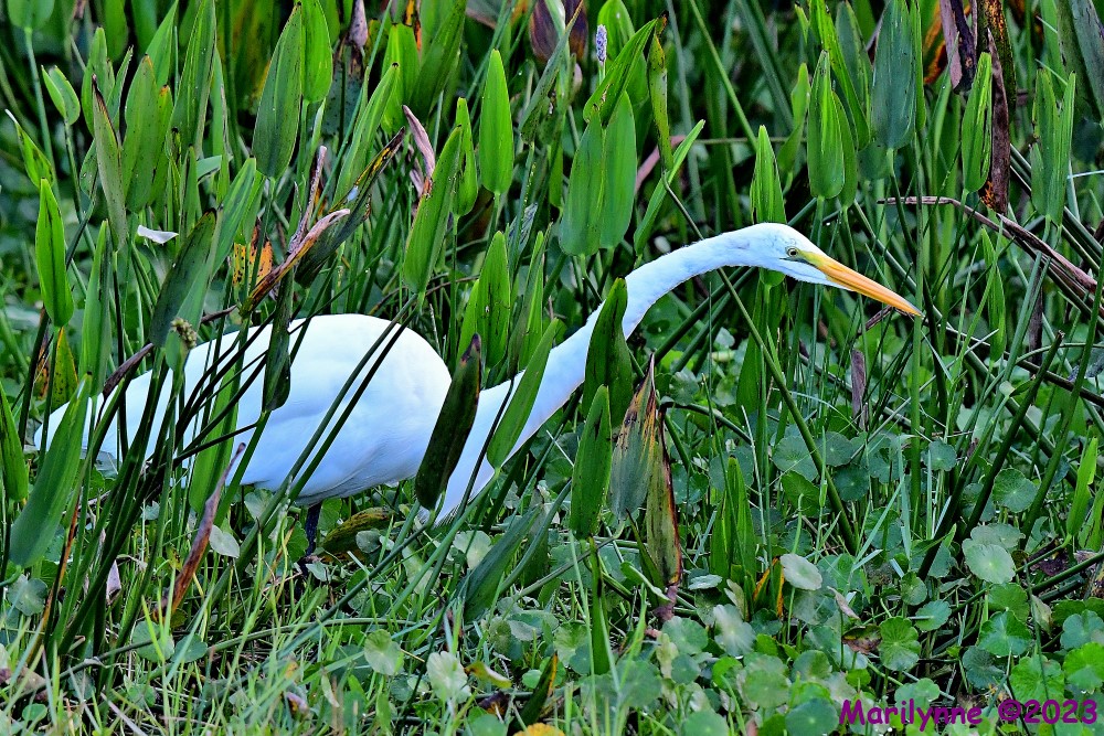 DSC_4163_001.JPG