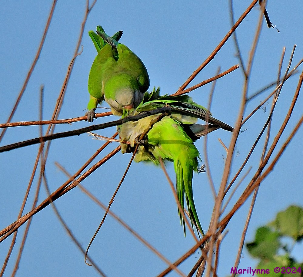 DSC_4164_001.JPG