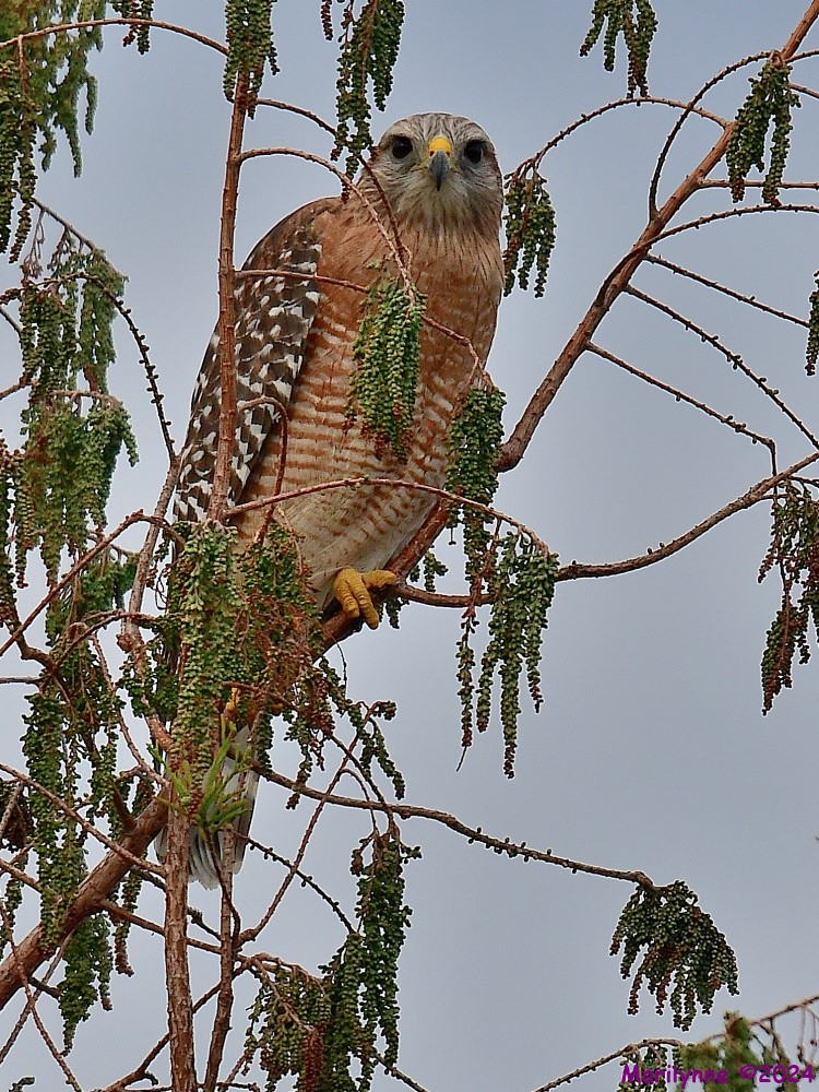 DSC_4167_001.JPG