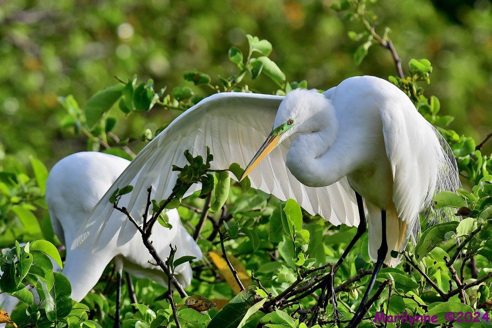 DSC_4169_001.JPG