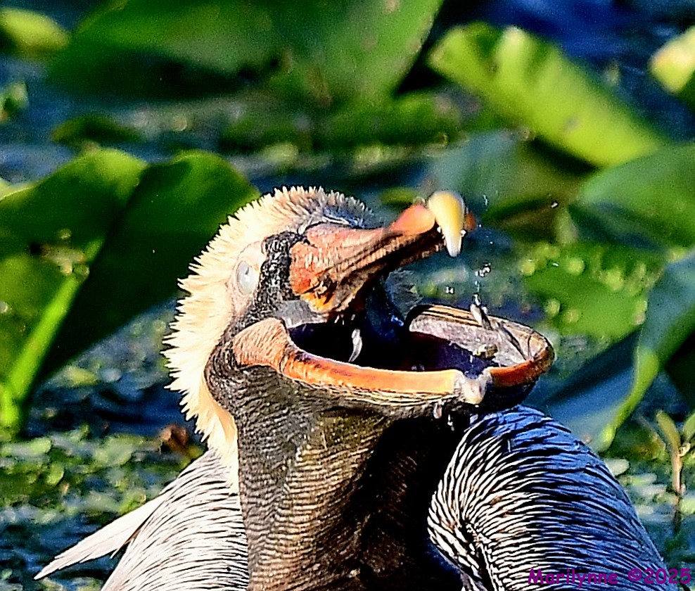 DSC_4169_001.JPG