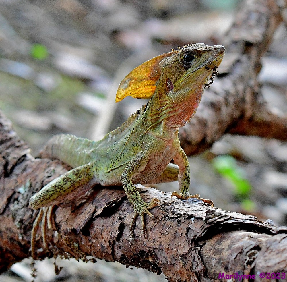 DSC_4170_001.JPG