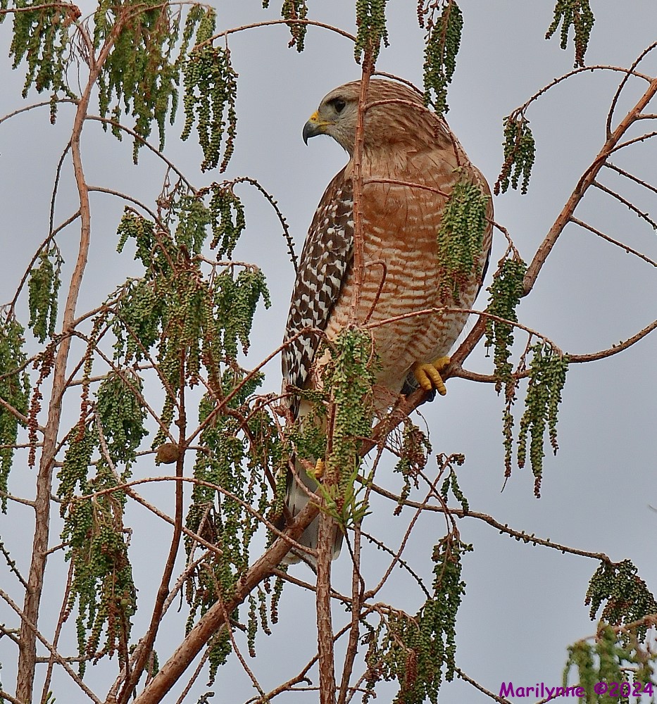 DSC_4173_001.JPG