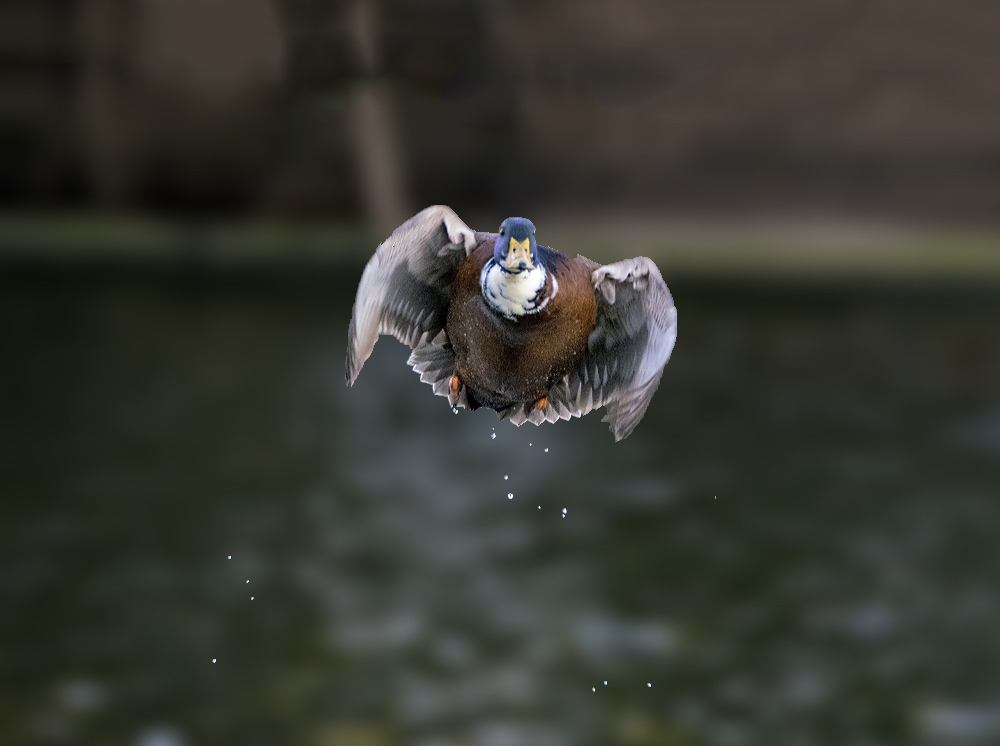dsc_4173_23667802874_o.jpg