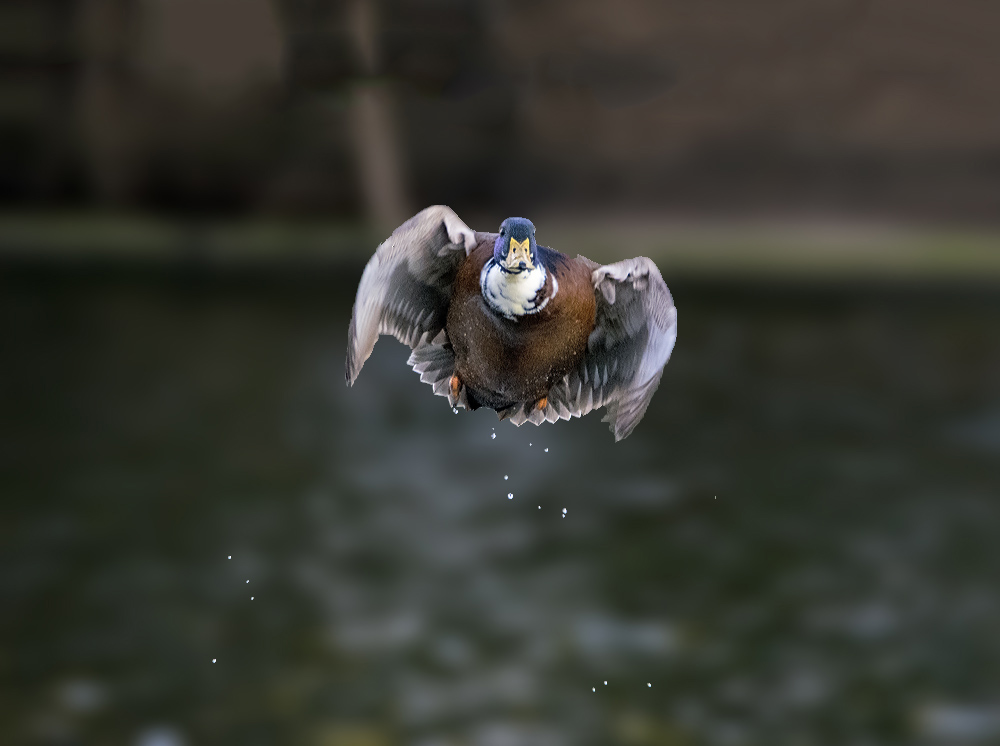 dsc_4173_23667802874_o.jpg