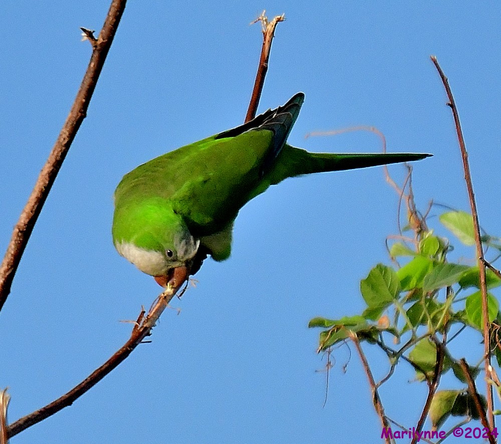 DSC_4174_001.JPG